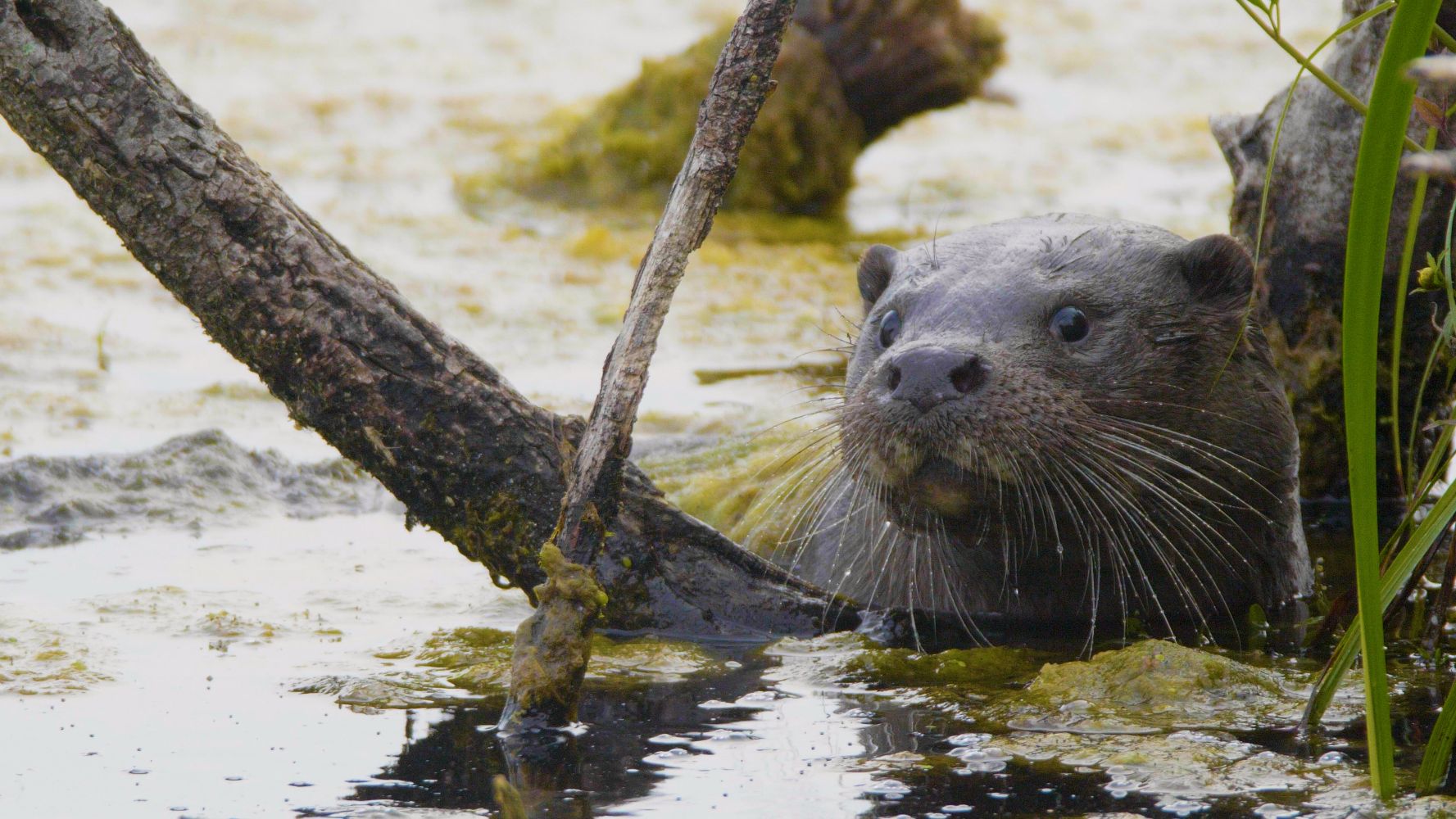 The Otter, a Legend returns