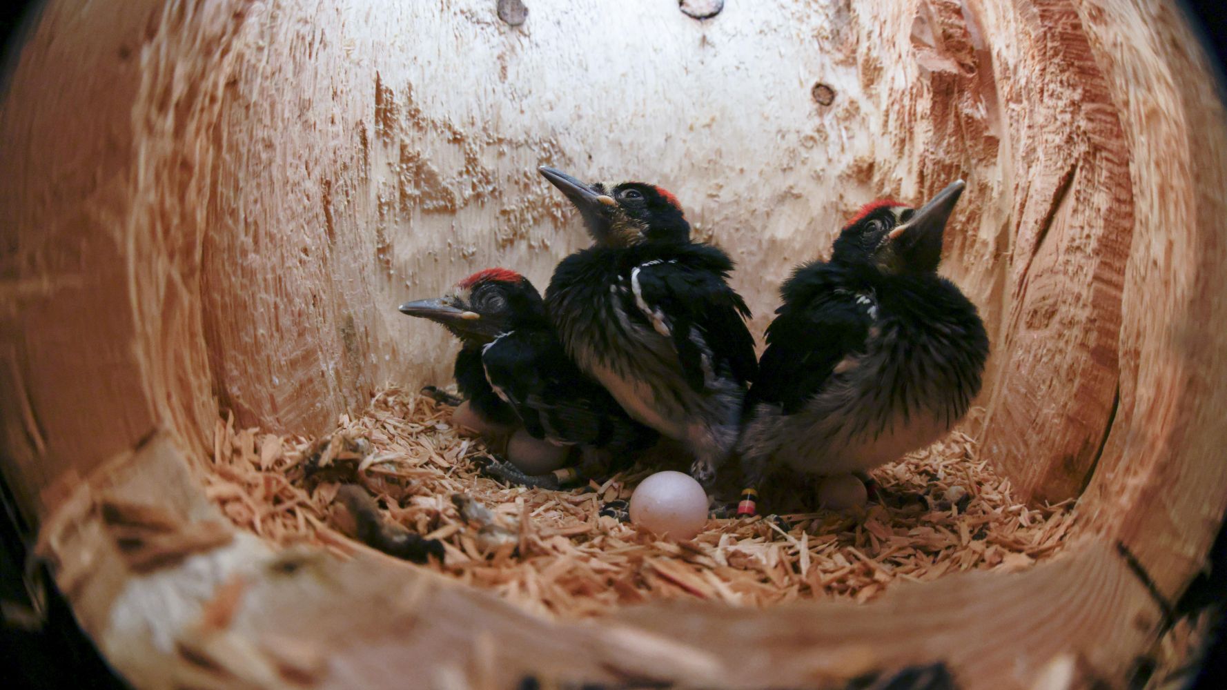 Woodpeckers: The Hole Story