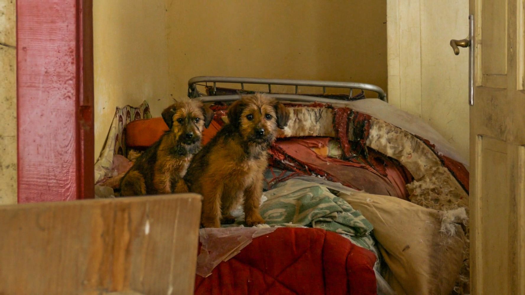 Life of a Mutt
