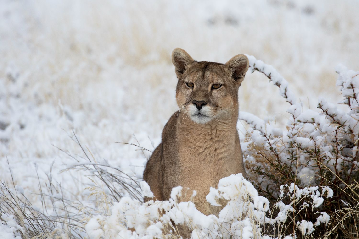 Puumad - jäämägede legendid / Pumas - Legends of the Ice Mountains