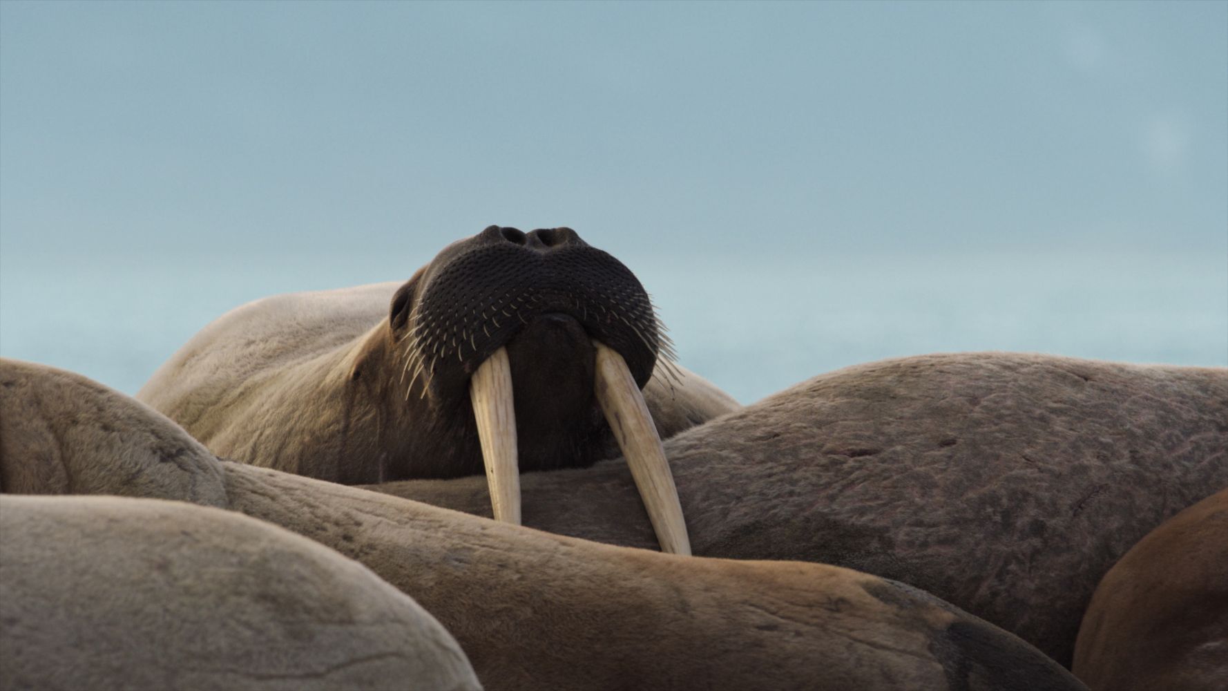 Chasing Walrus (With A Stubborn Photographer)