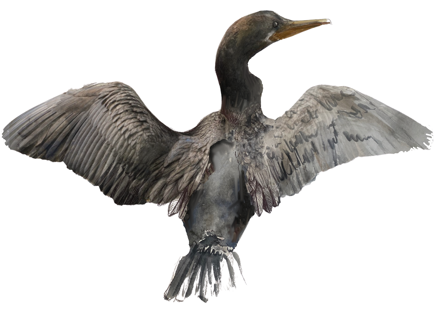 kormoran22 (1).png