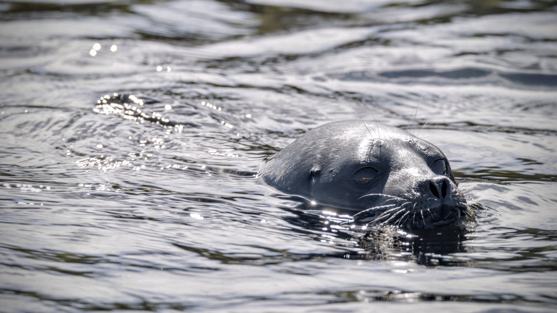 Operation Saimaa Seal