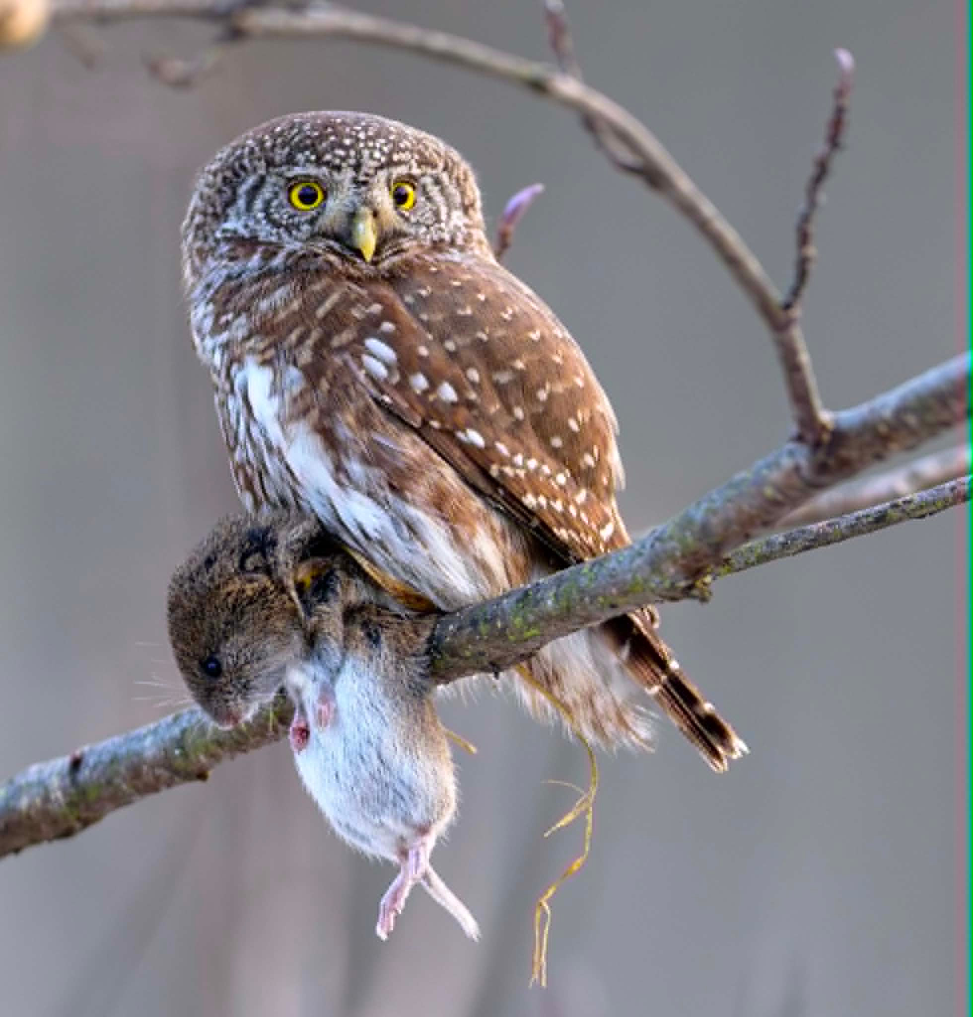 Michel Lehtmets: From Owls to Wild Boar (EST)