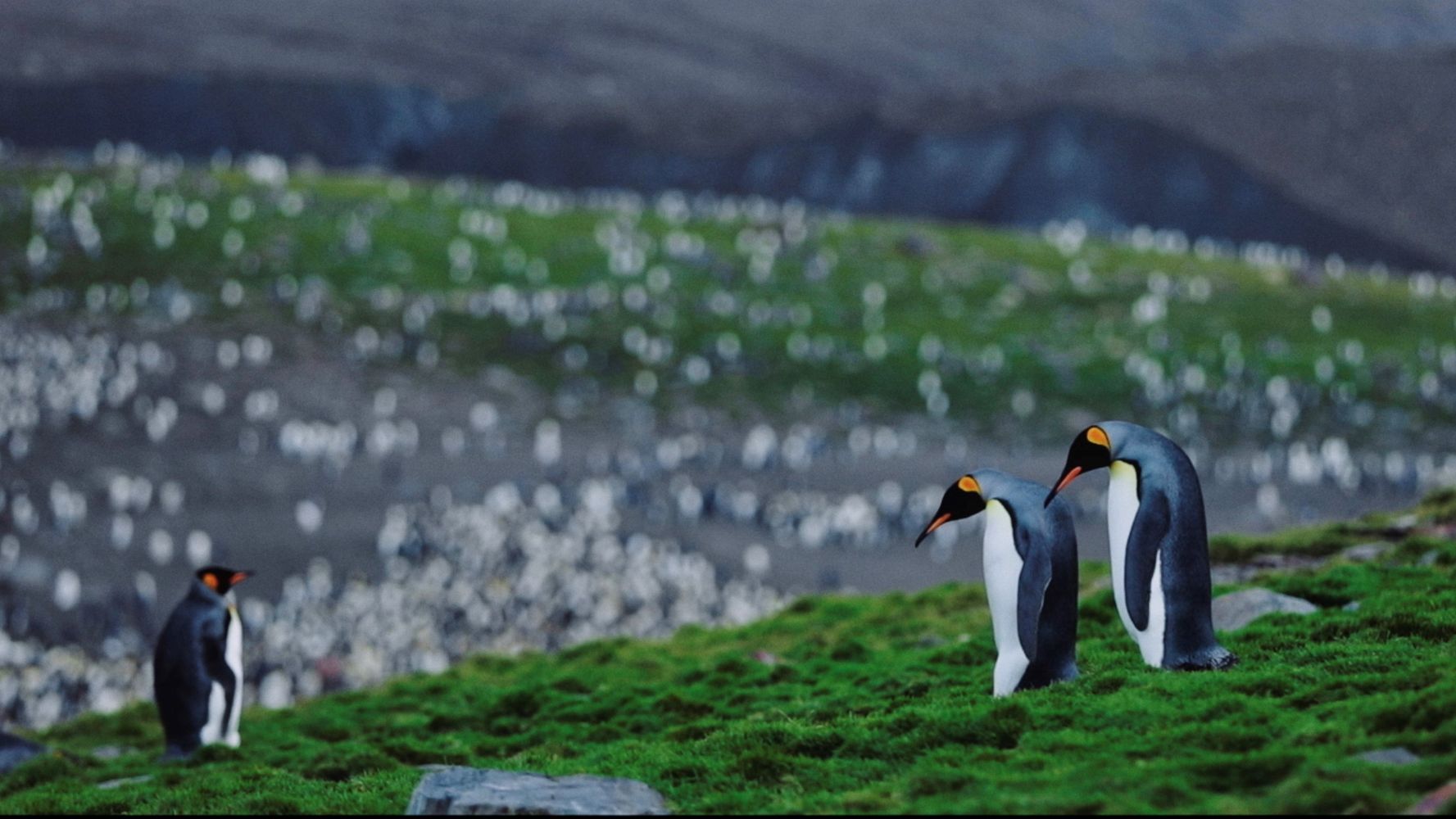 Bleeding Ice: Antarctica, The Final Chapter