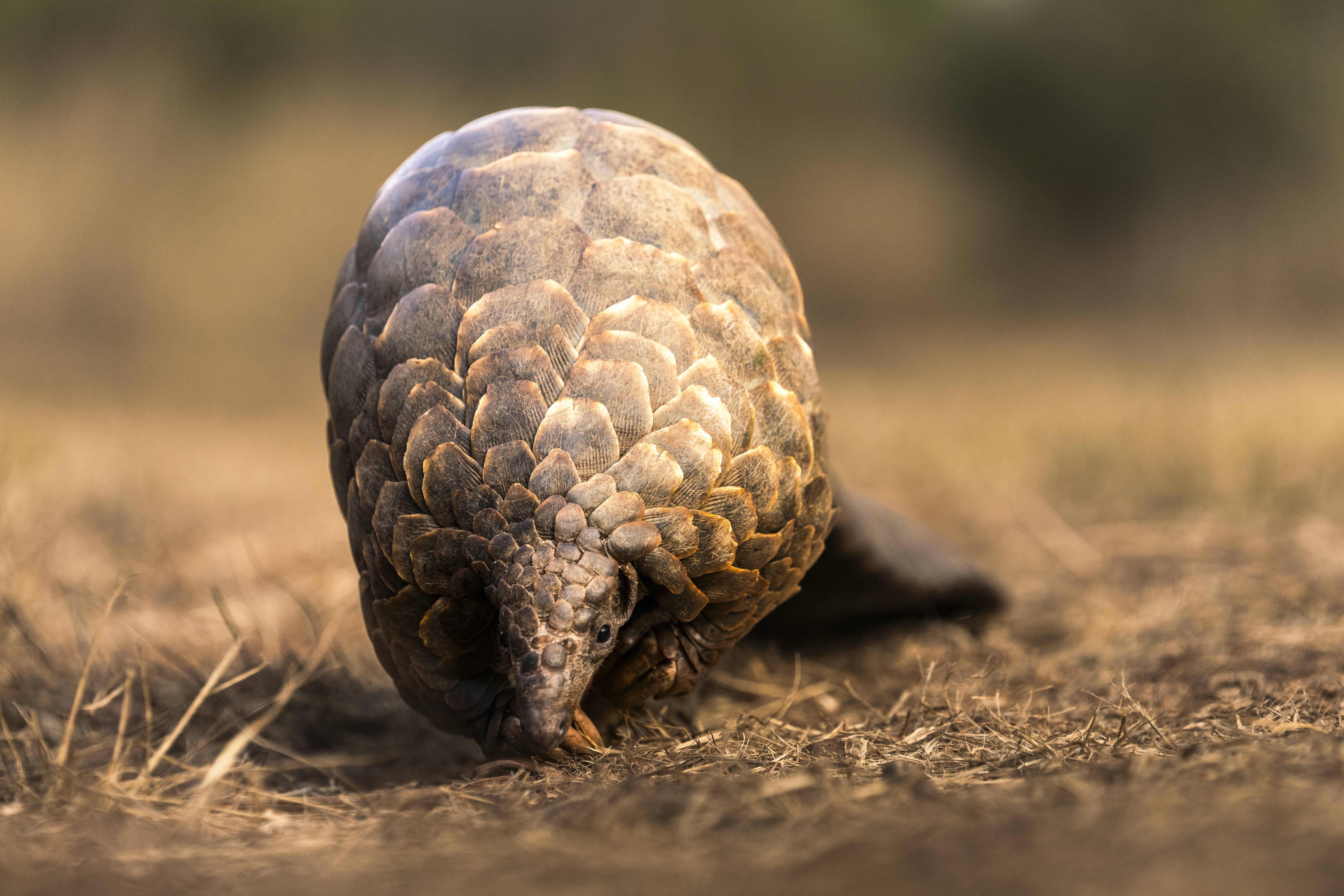 Pangolin - Journey to Freedom