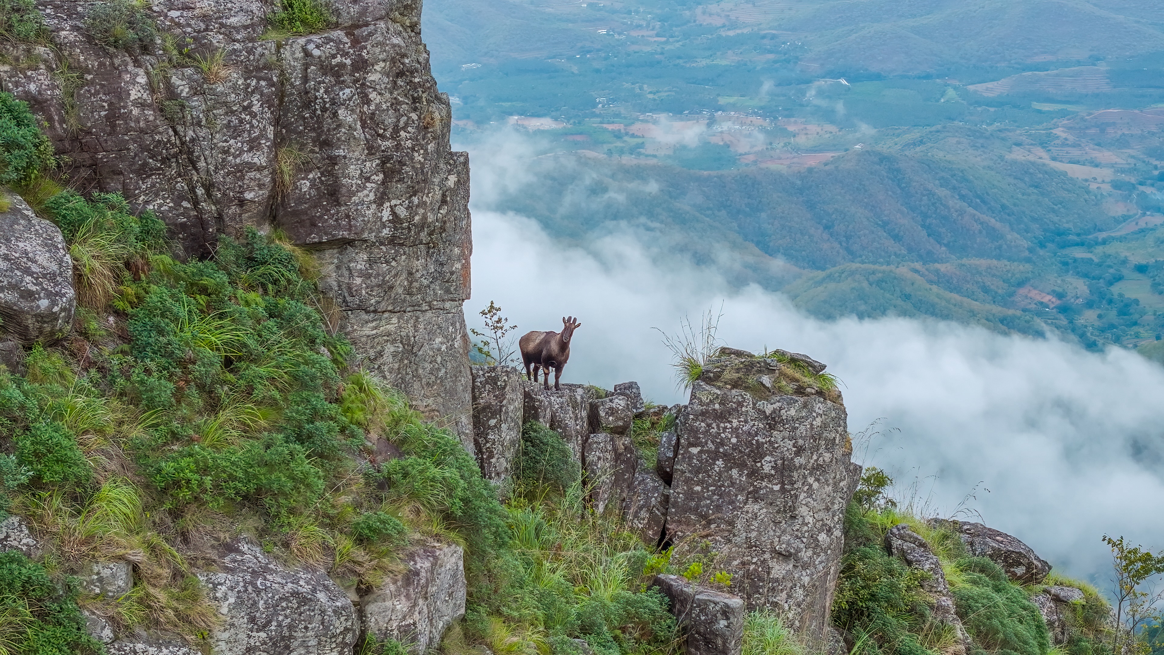 Nilgiris - A Shared Wilderness