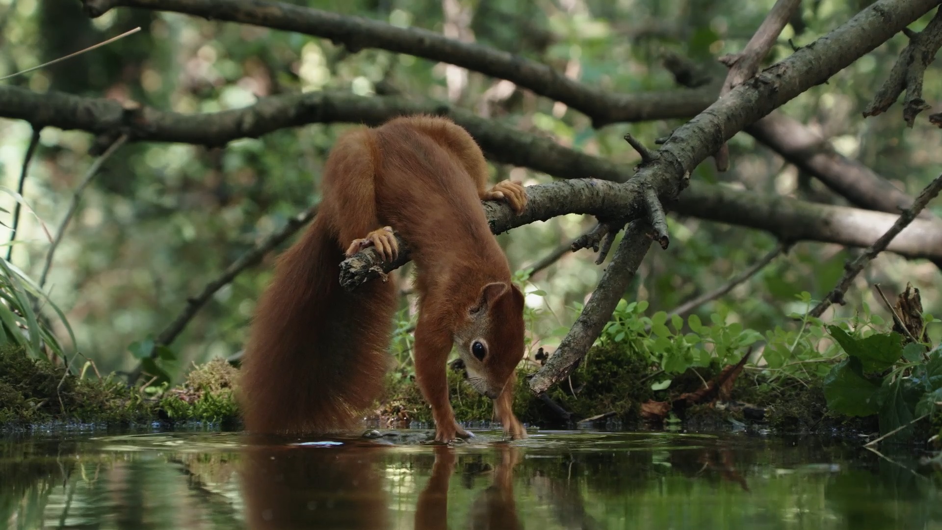 Going Nuts - Tales from the Squirrel World