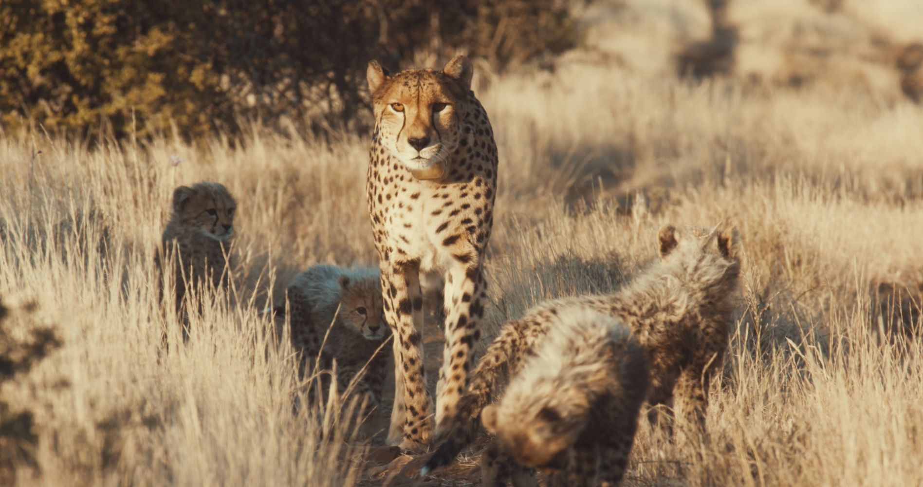 A Cheetah's Pride - EP2: Struggle to Survive