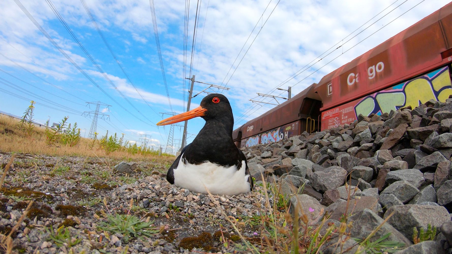 Wild Port of Europe - Nature on the Edge