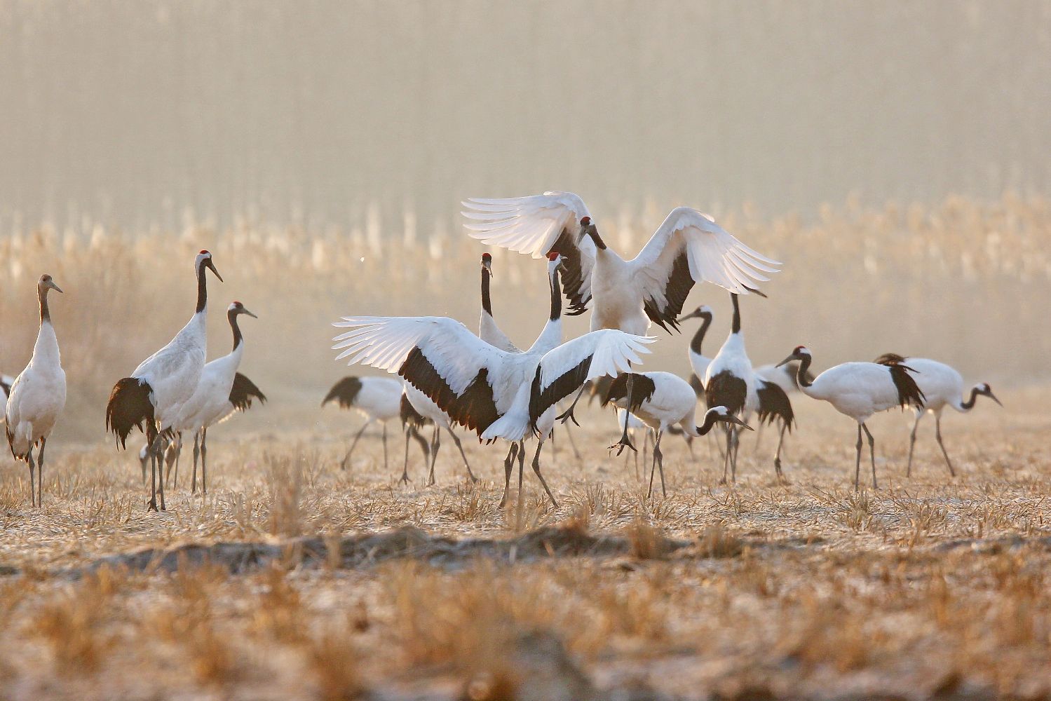 Rare Survivors - China's Iconic Wildlife