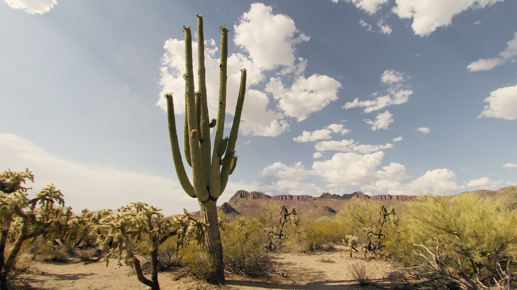 Cactus Hotel