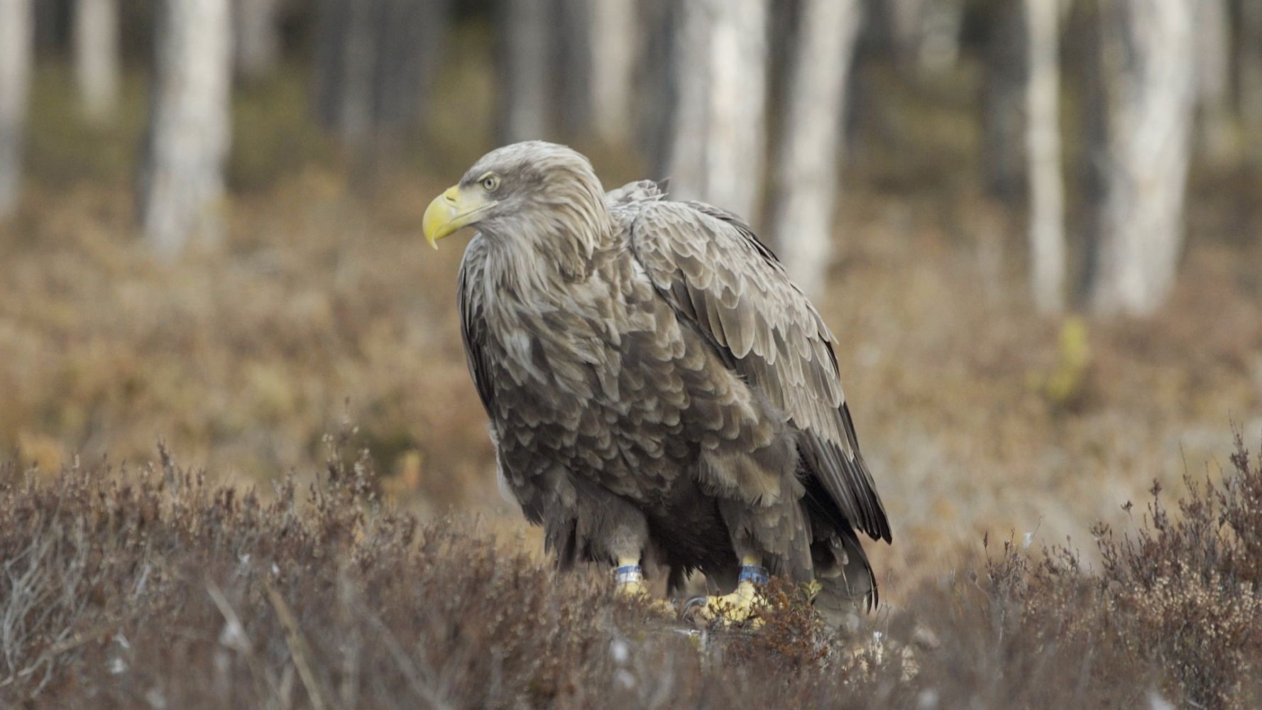 Return of the White-tailed Eagle