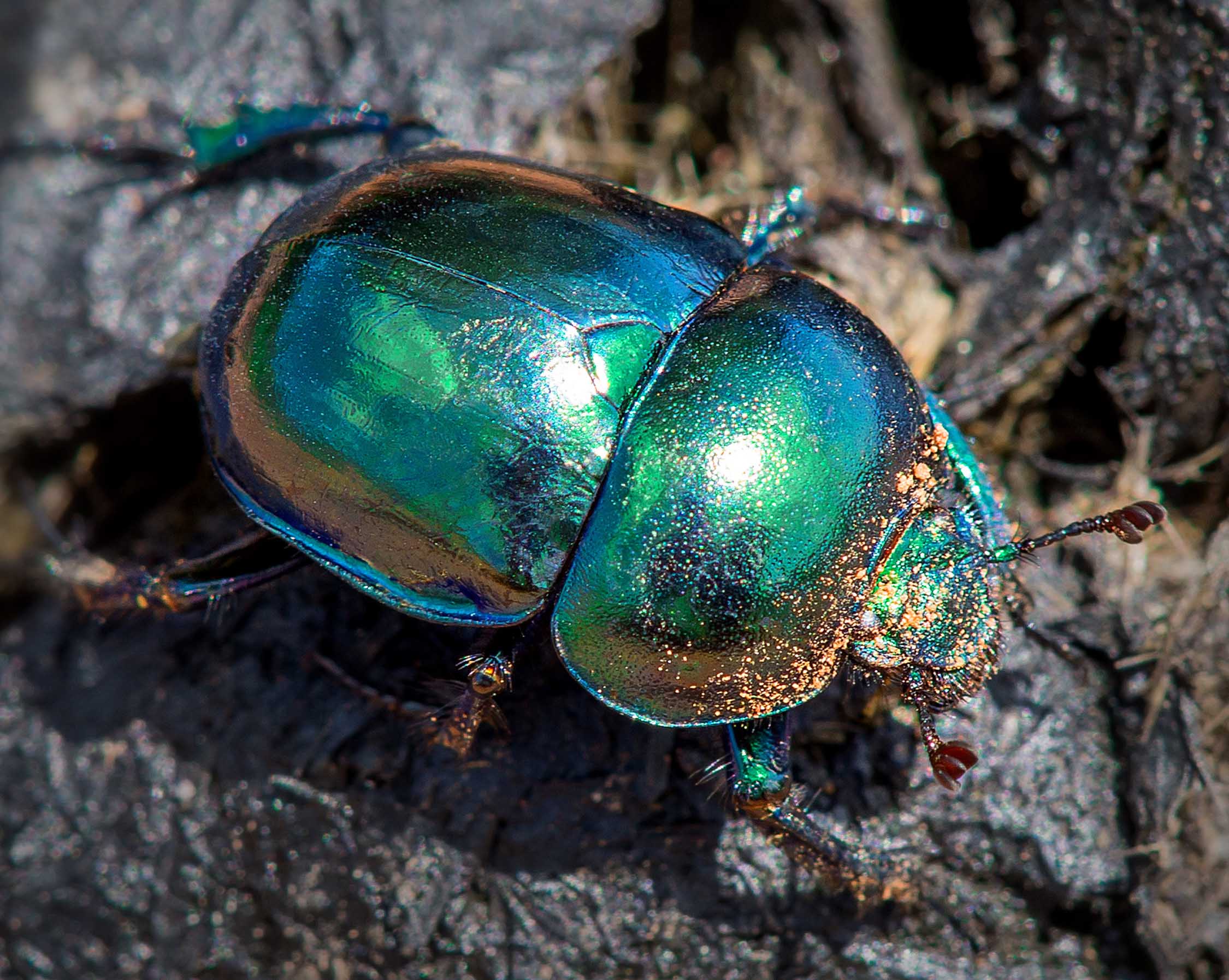 Fabelhafte Insekten - Käfer