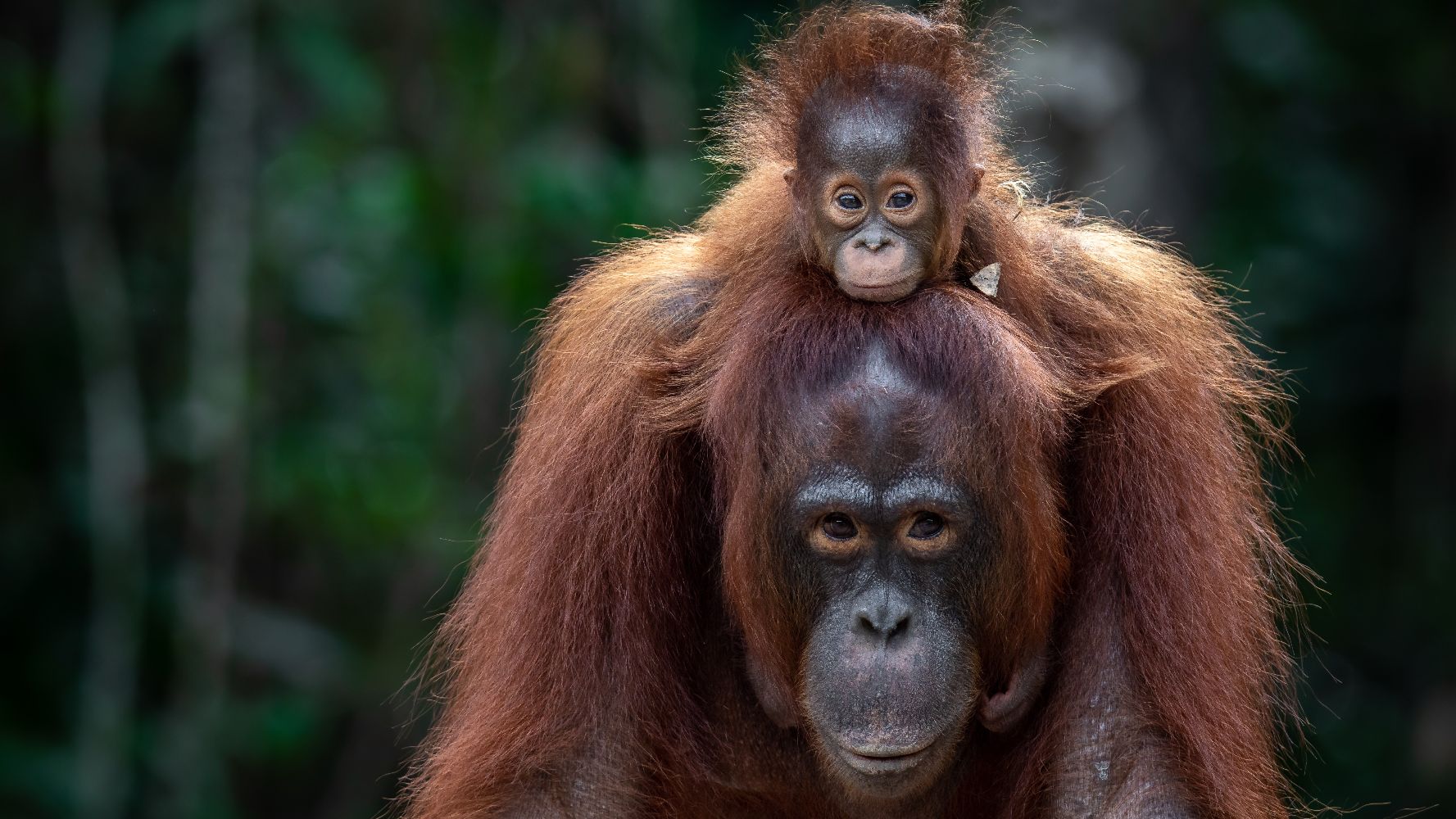 Eyes of the Orangutan