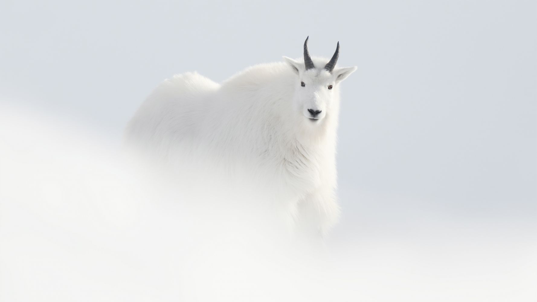 Yukon, Un Rêve Blanc