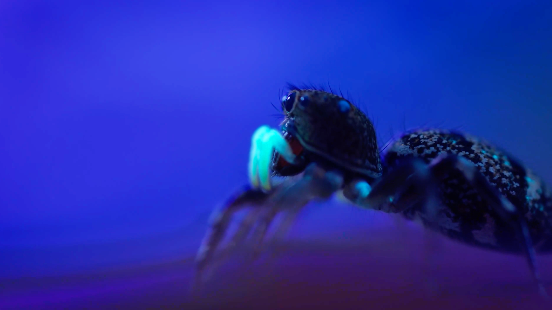Le monde sauvage en fluo