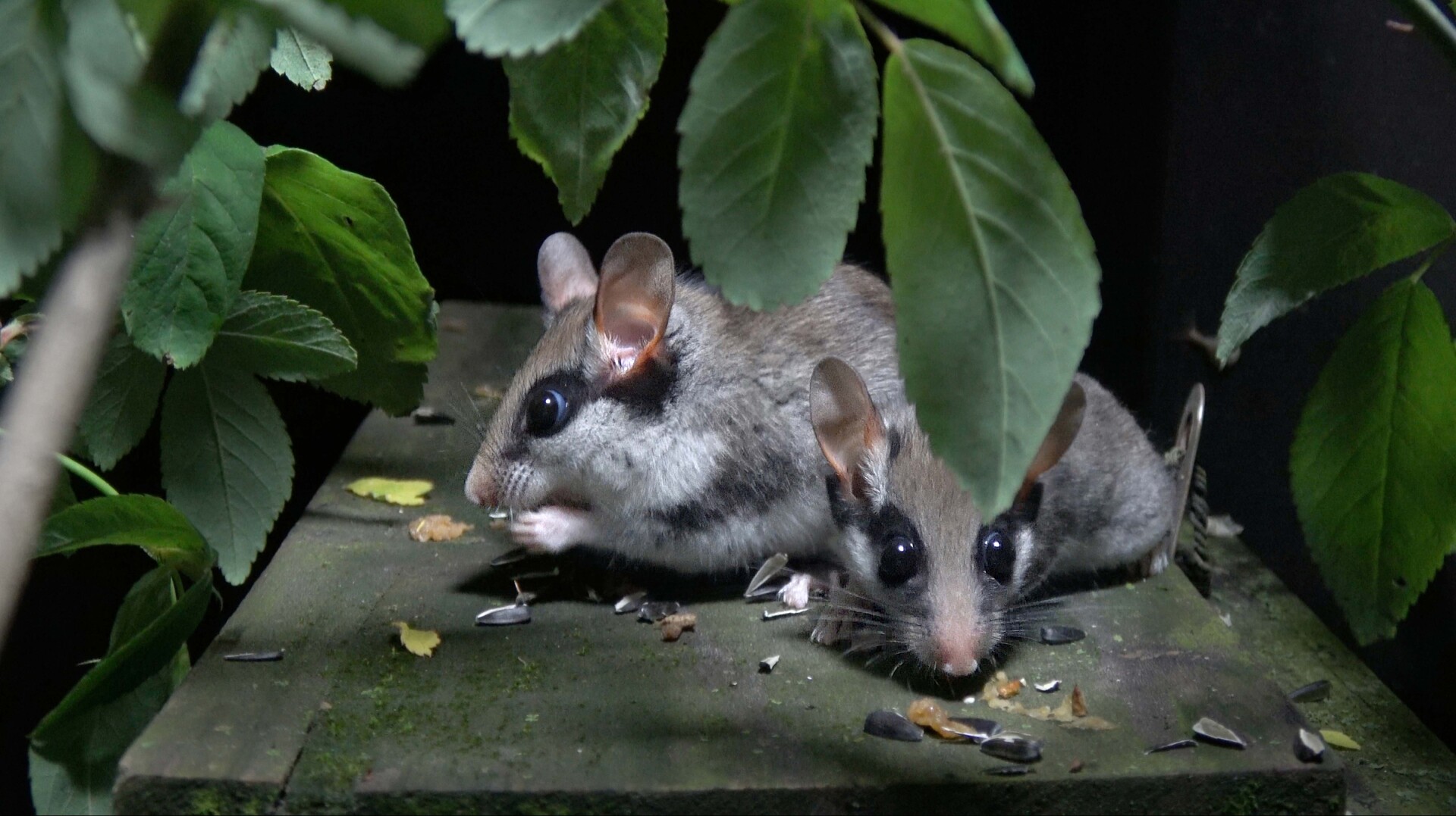 Dormouse Detectives