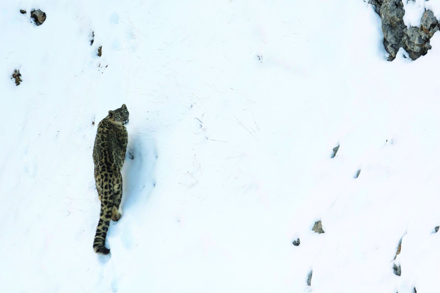 Le Royaume Glacé de la Panthère des neiges