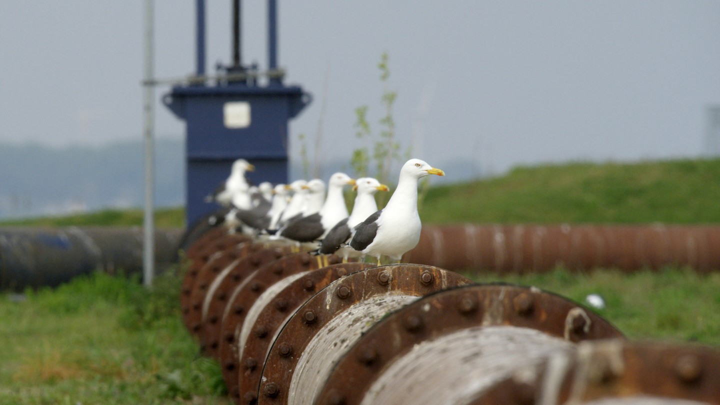 Wild Port of Europe - Nature on the Edge