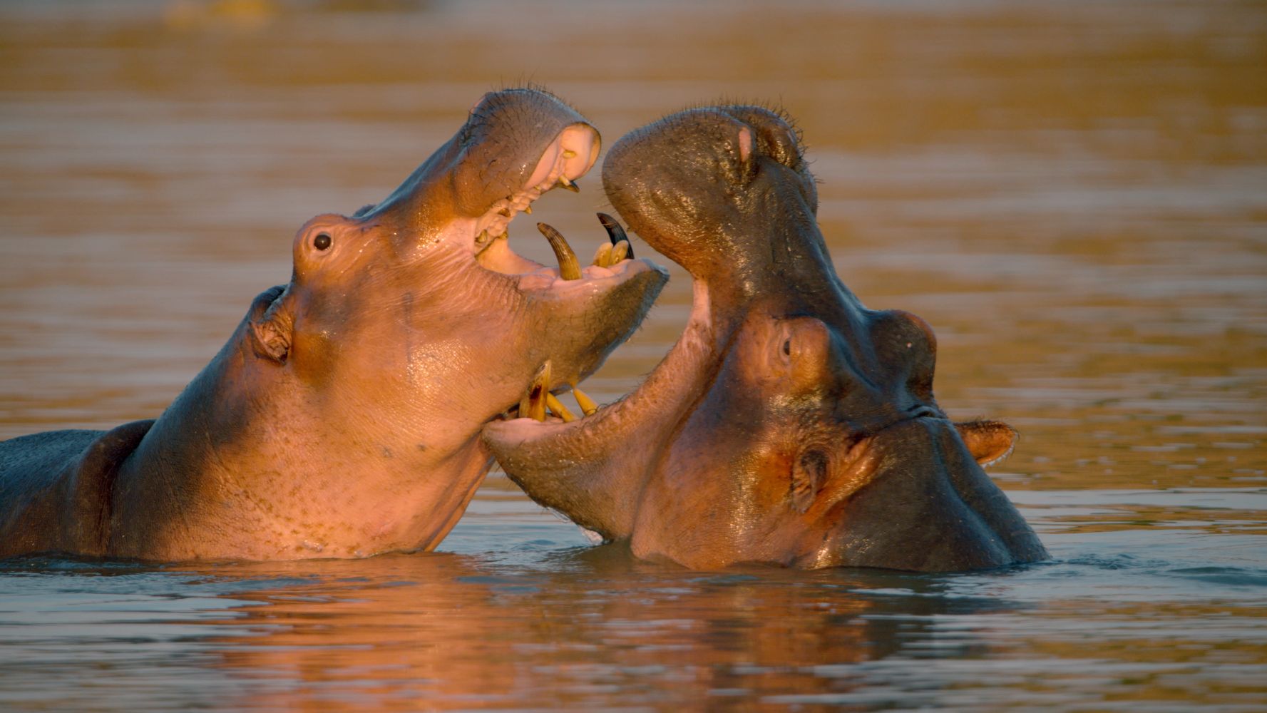 Hippo King