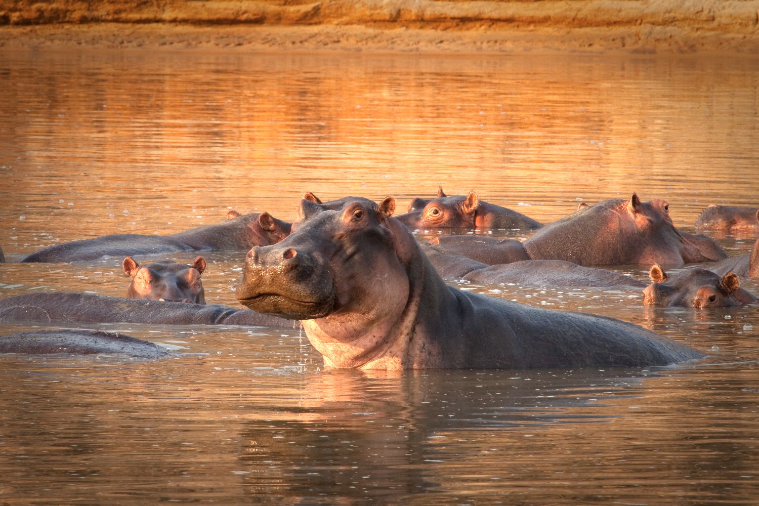 Hippo King
