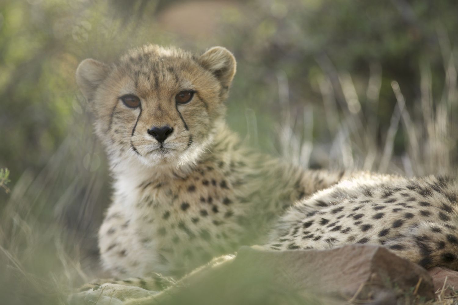 A Cheetah's Pride - EP2: Struggle to Survive