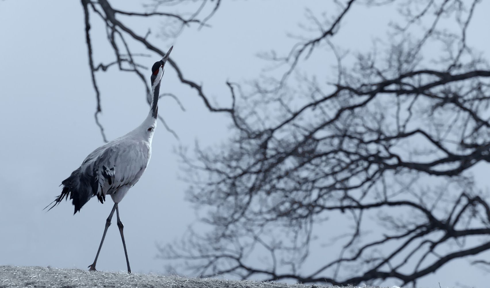 La danse de la grue