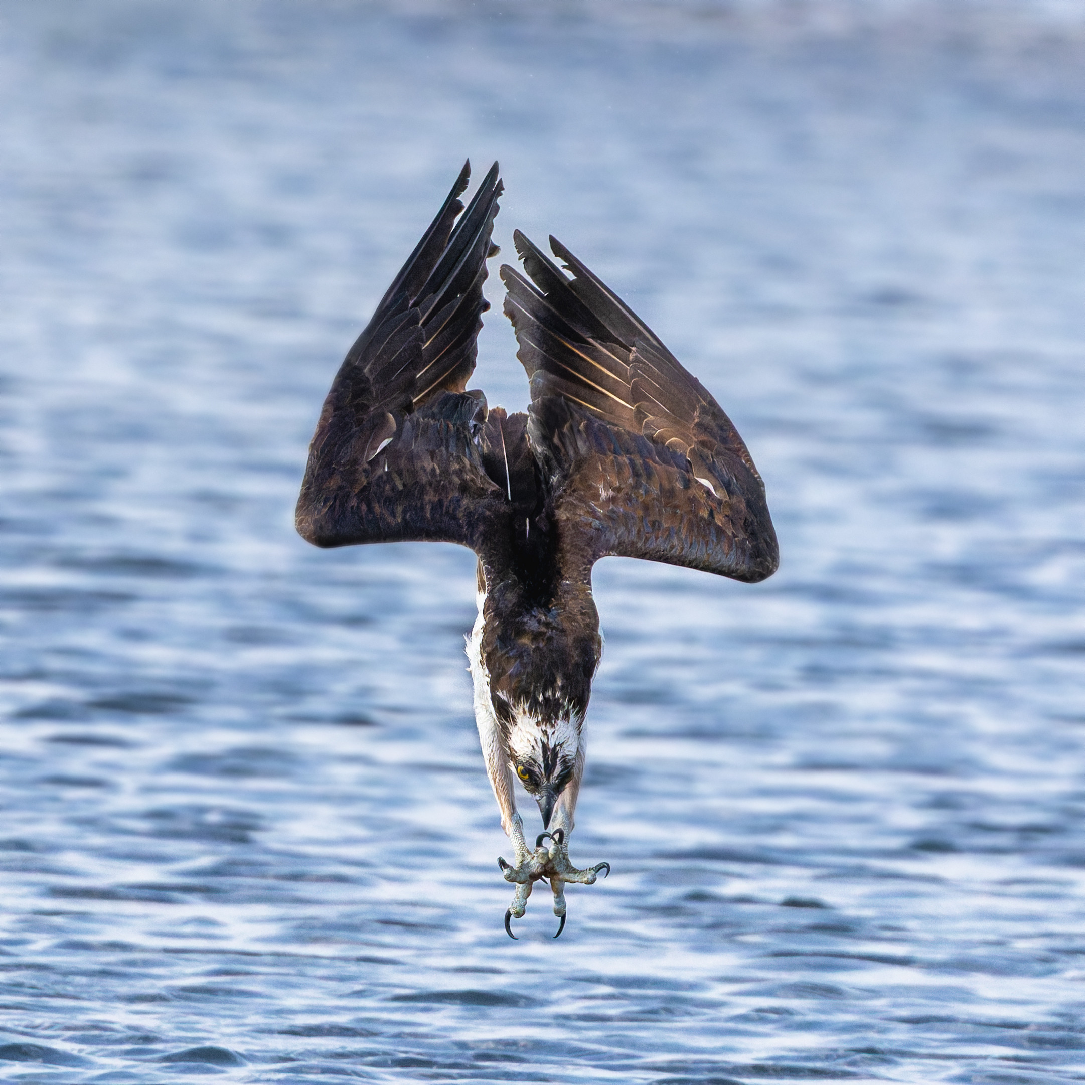 Aivo Oblikas: Capturing the Dynamics of Birds of Prey and the Energy of the Moment in Photographs (EST)