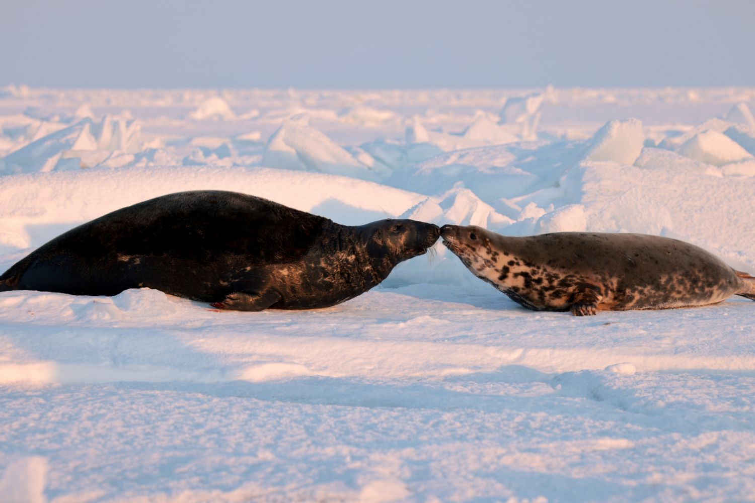 The secret Life of Seals
