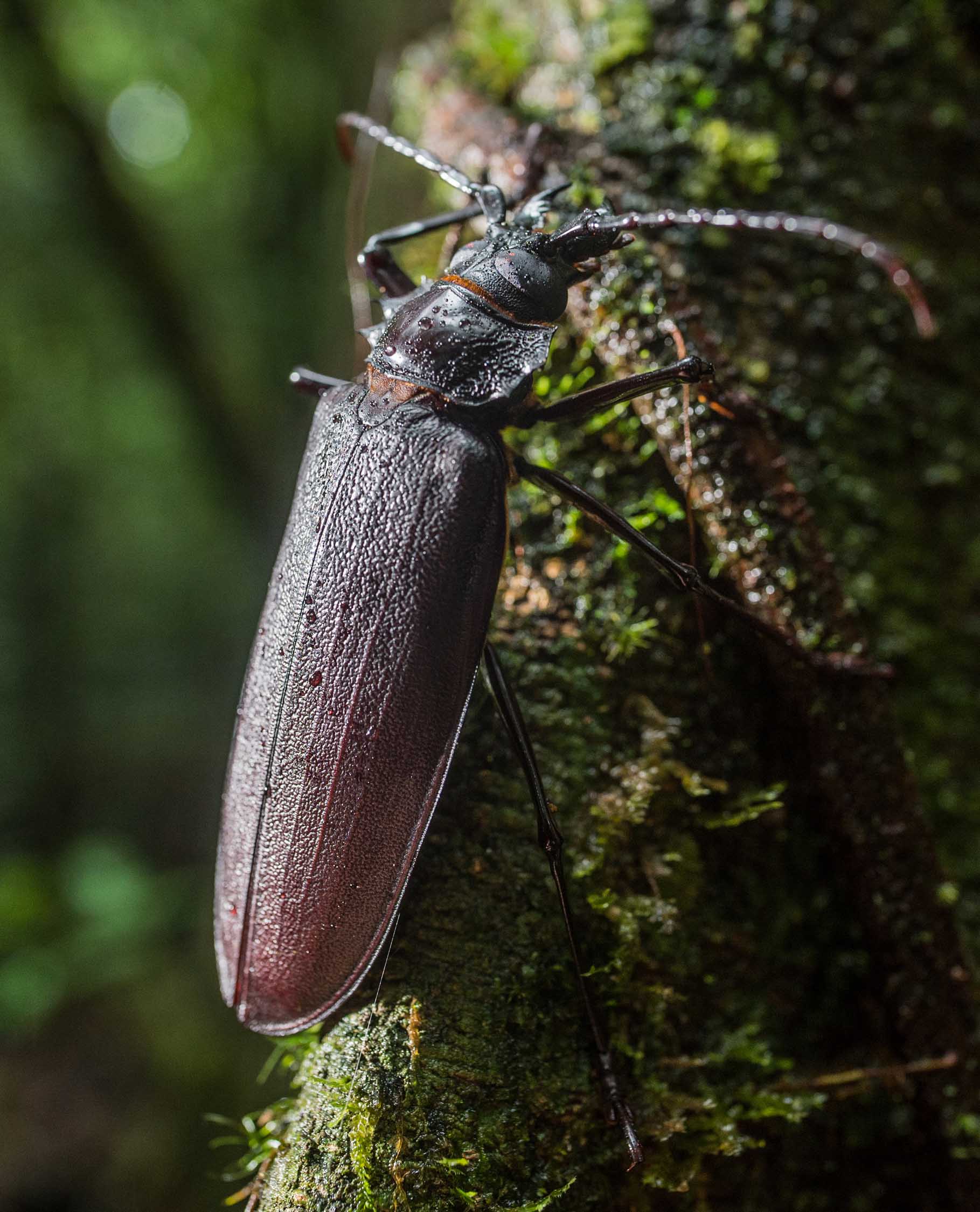 Fabulous Insects - Beetles