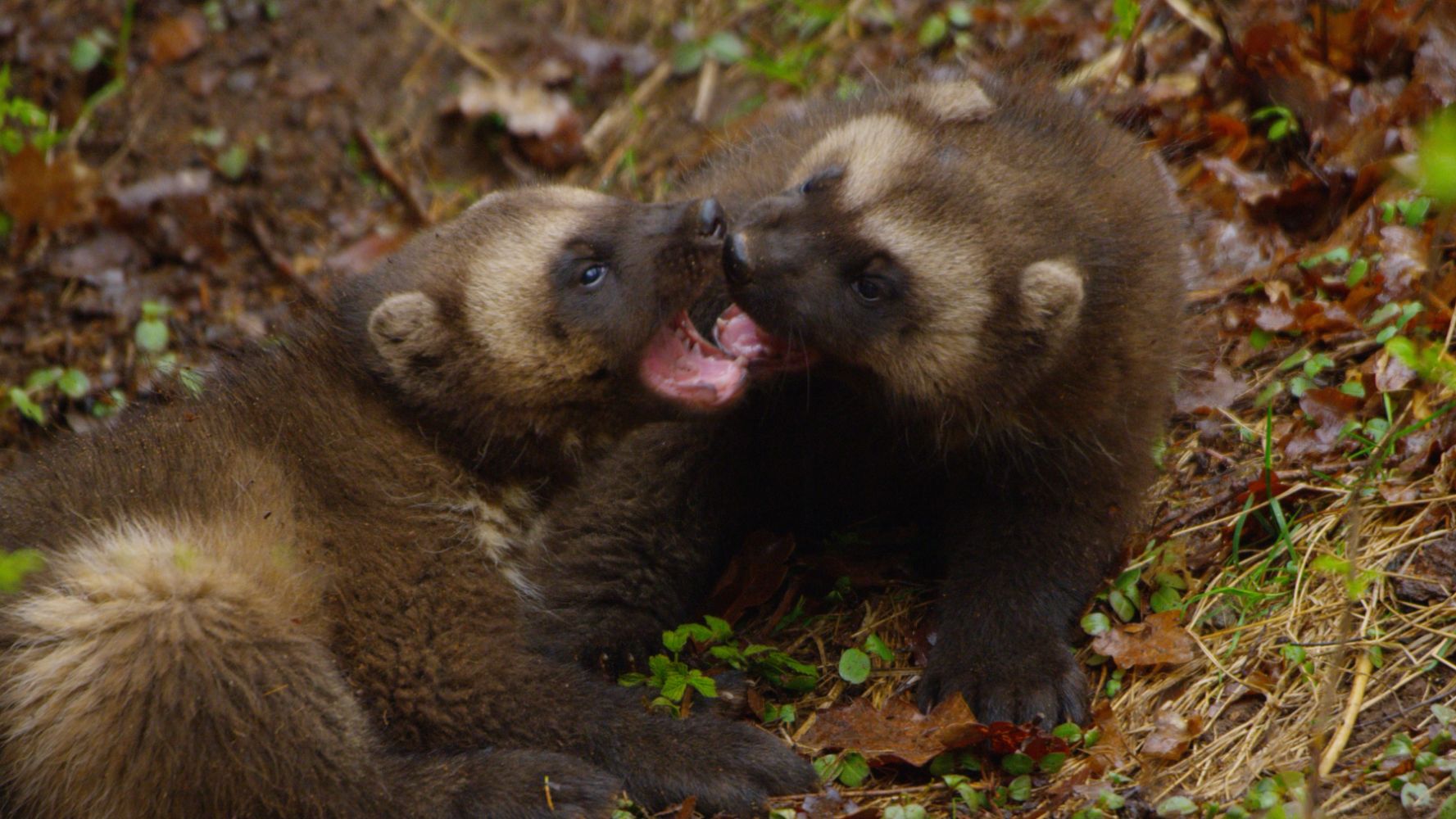 Wolverine - One Tough Mother