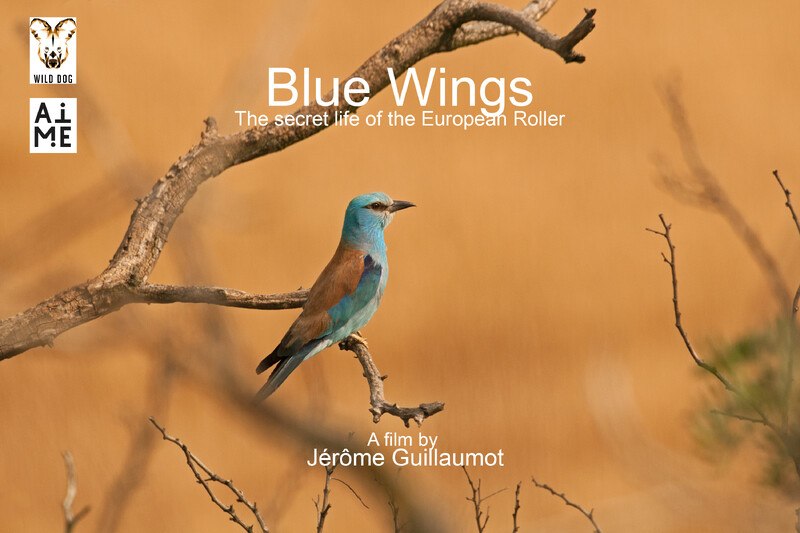 Blue Wings - The secrete Life of the European Roller