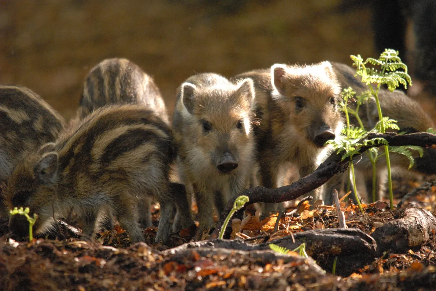 Unsere Wälder - Netzwerk der Tiere