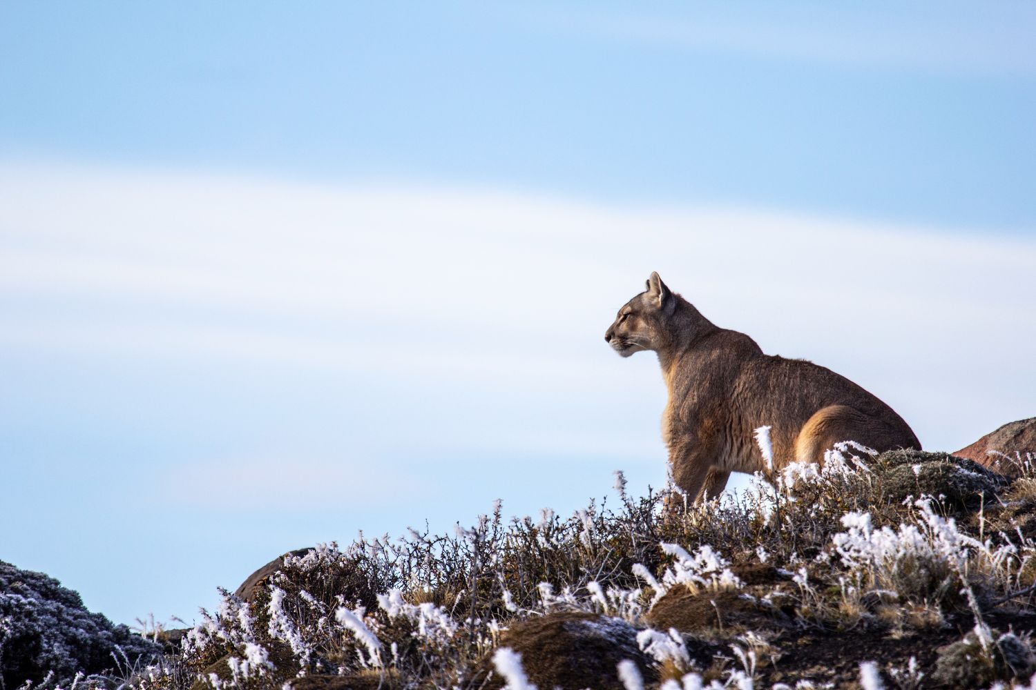 Pumas - Legends of the Ice Mountains EP 1: Birth