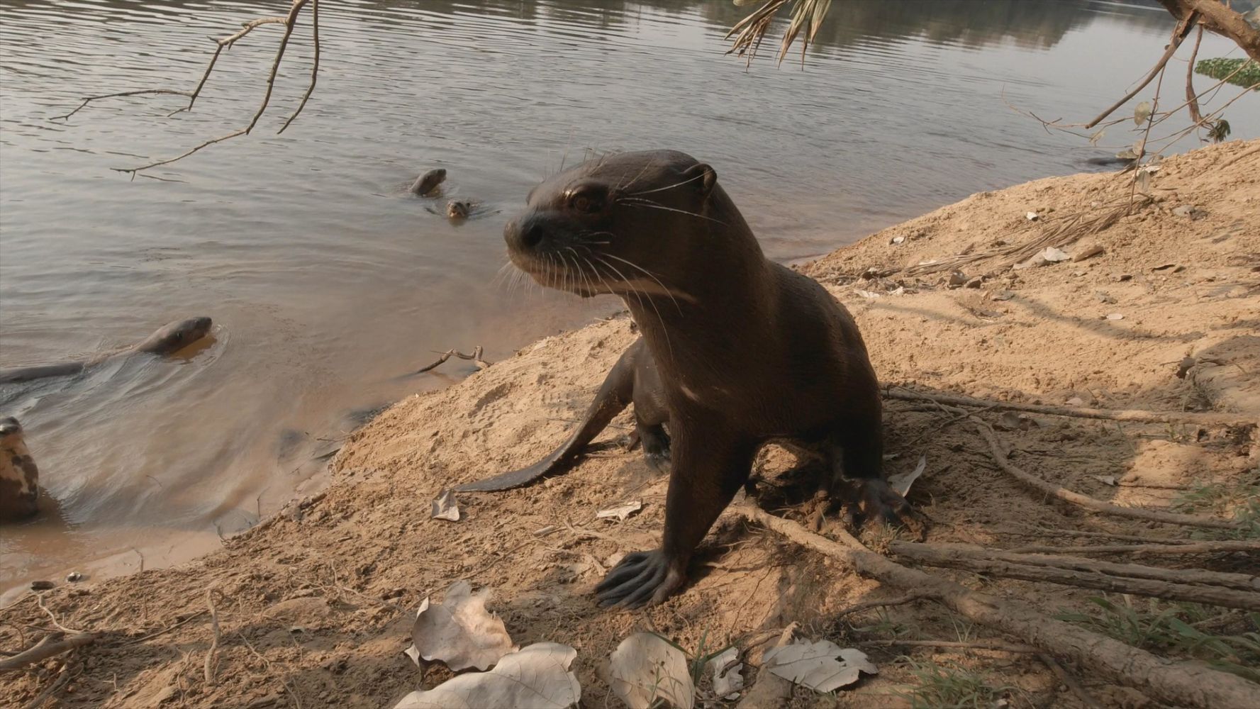 Pantanal - Brazil's Natural Miracle