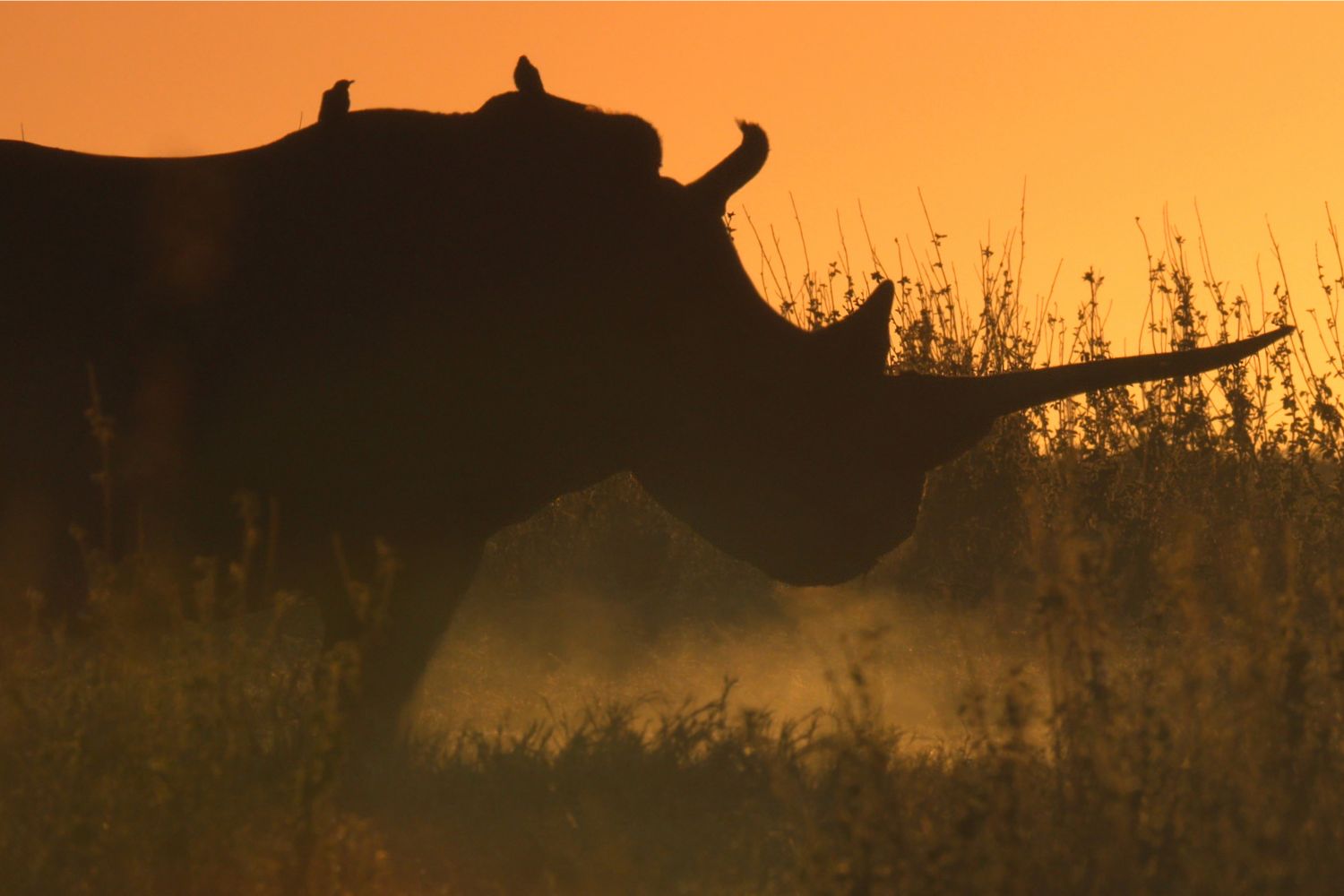 A Rhino's Life