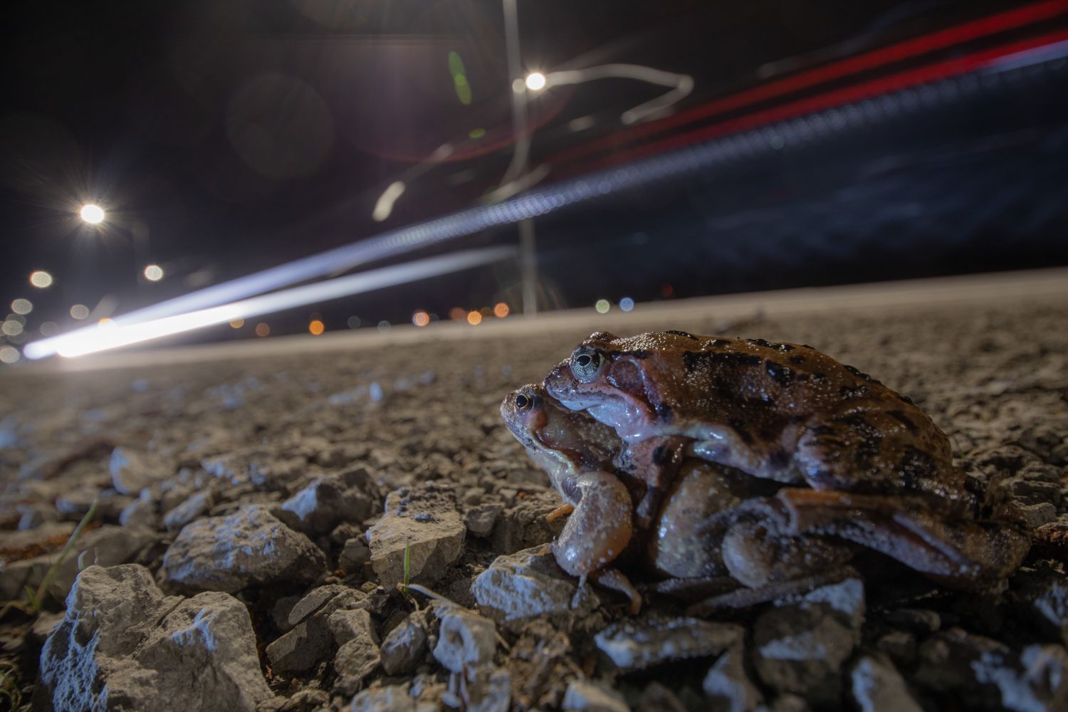 Where do frogs come from?