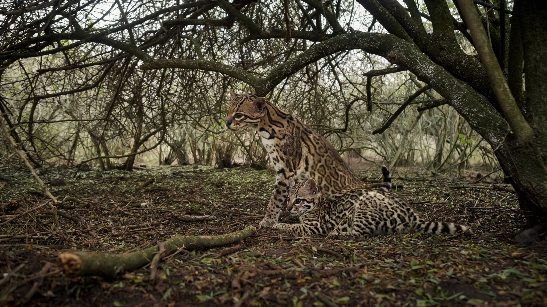 American Ocelot