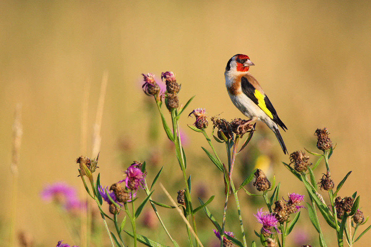 Goldfinch. Photo: Remo Savisaar