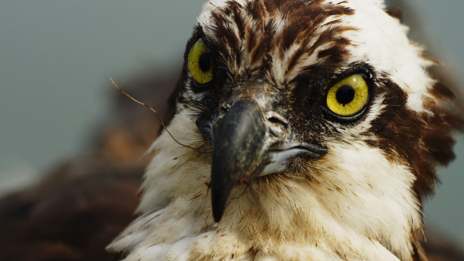 Osprey: Sea Raptor