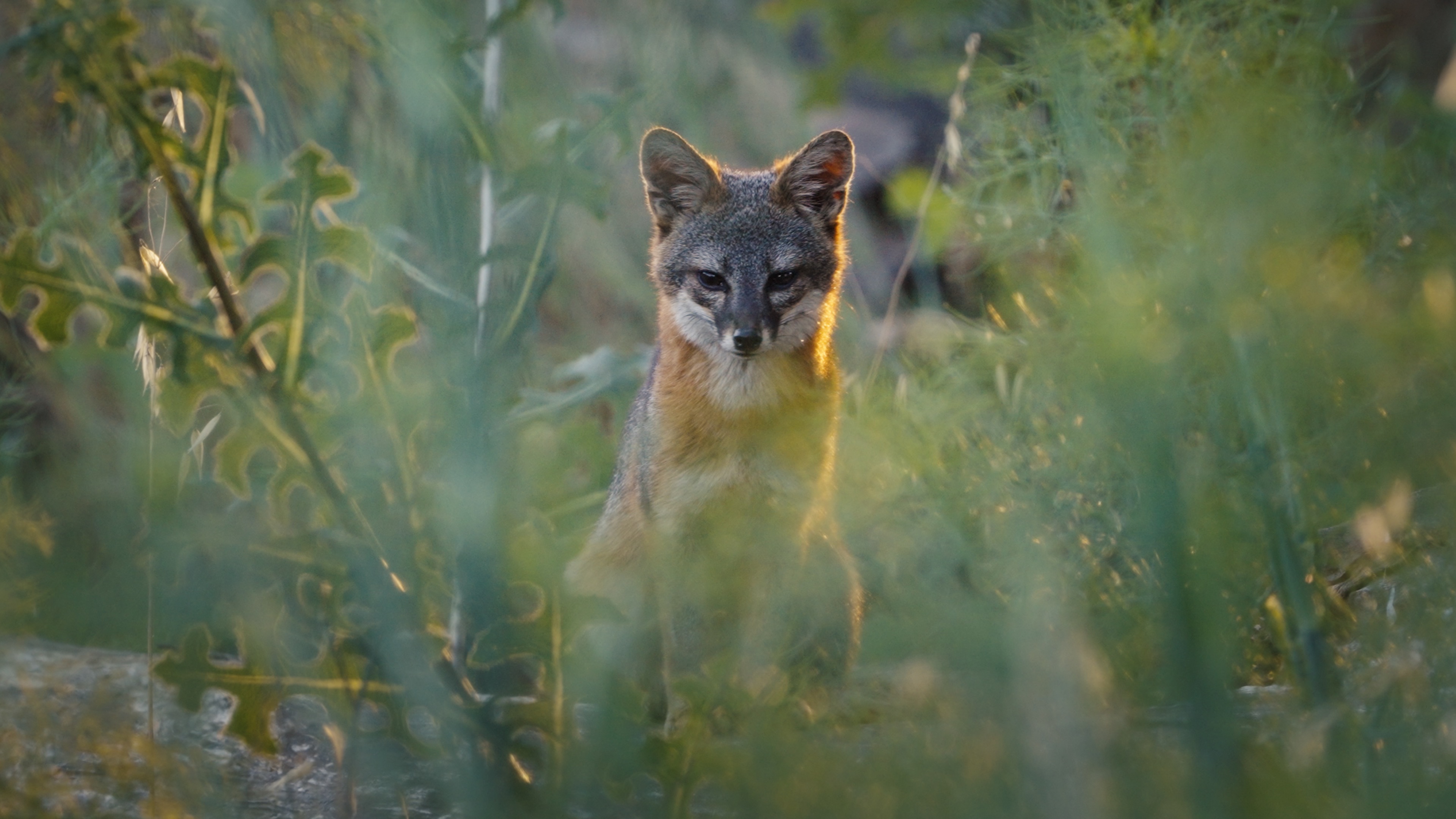 Le renard qui a sauvé son île