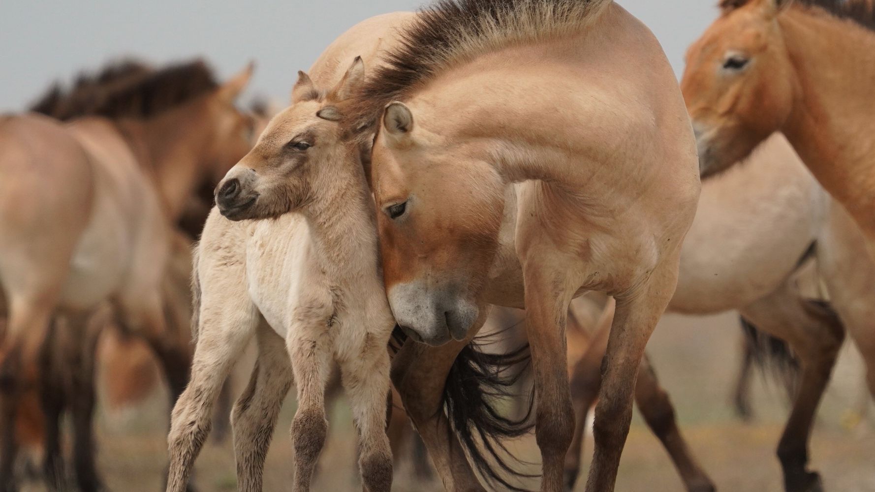 Metshobused - pusta lugu / Wild Horses - A Tale from the Puszta