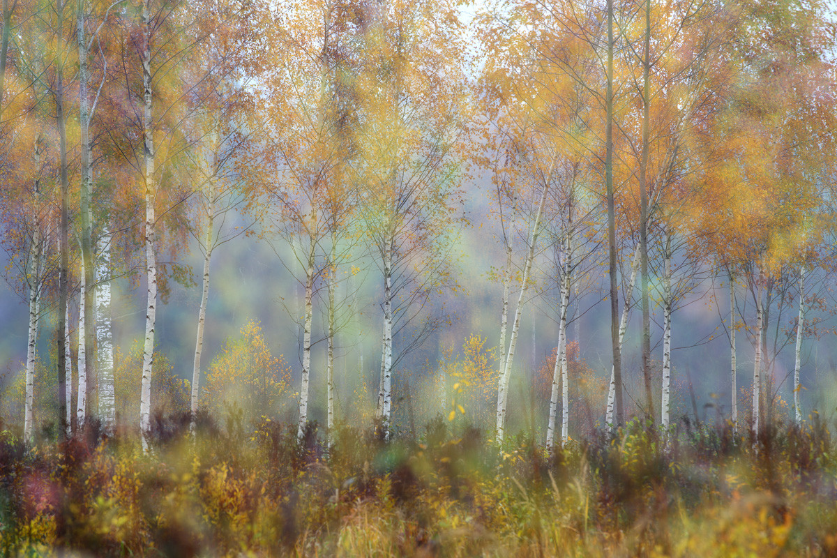 The Essence of Autumn. Photo: Remo Savisaar