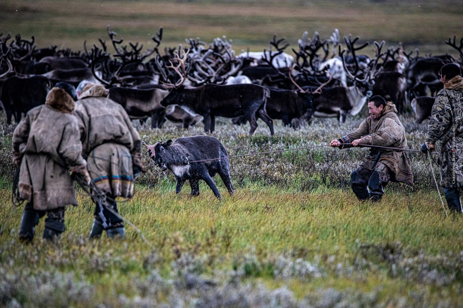 Nenets vs Gas