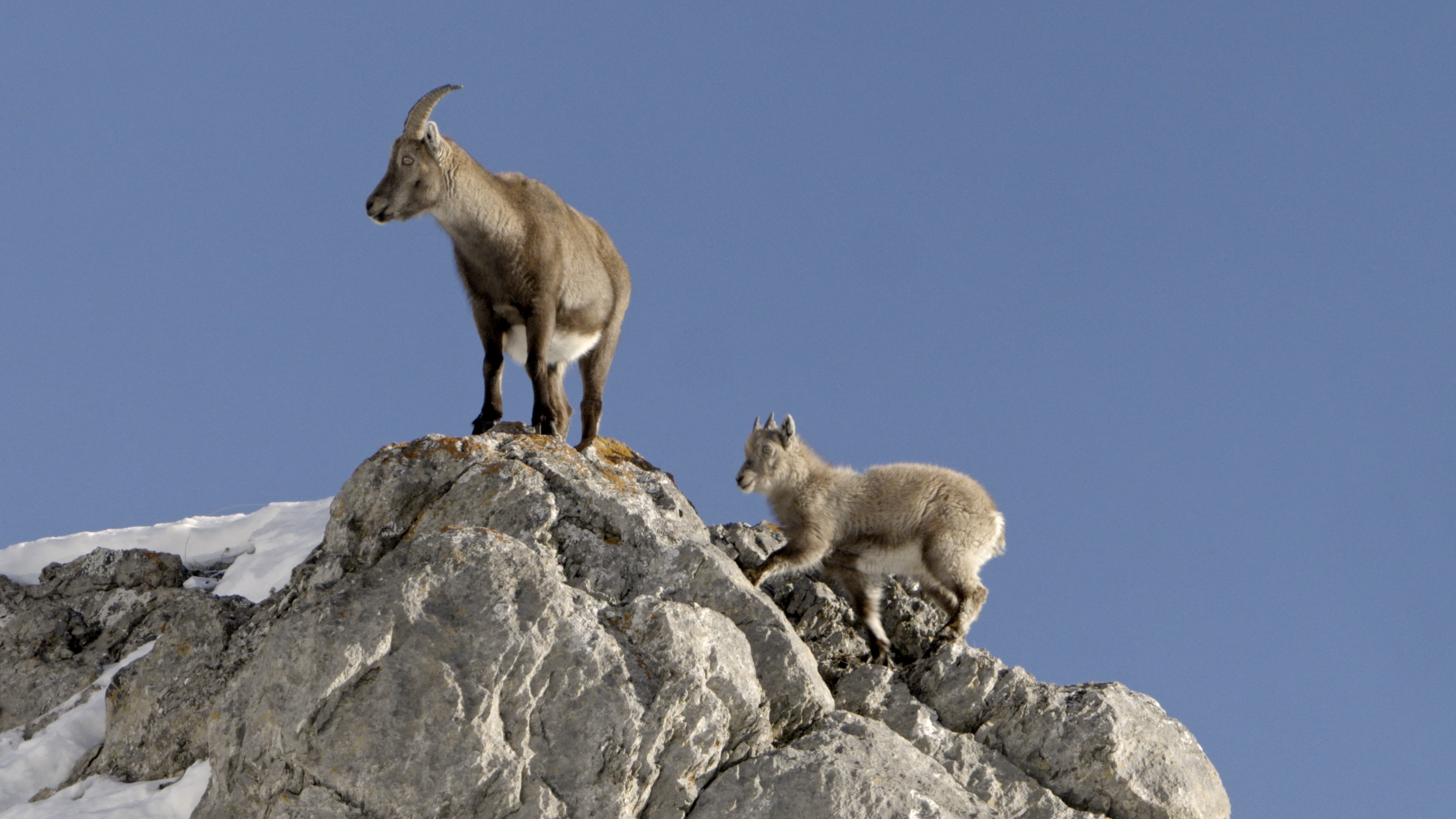 Bouquetin, la vigie des montagnes