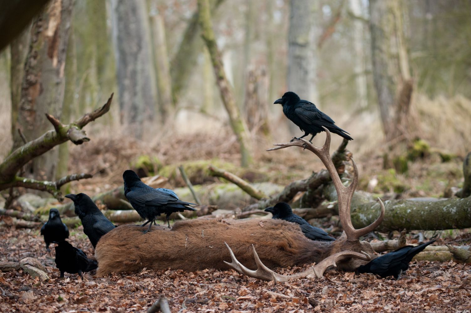 Unsere Wälder - Netzwerk der Tiere