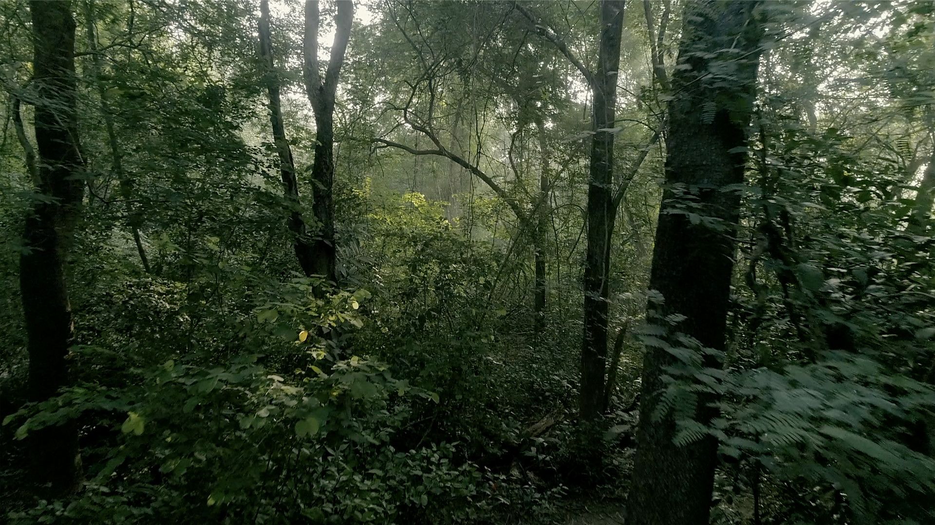 Ever Slow Green - Re-afforestation in Auroville, South India