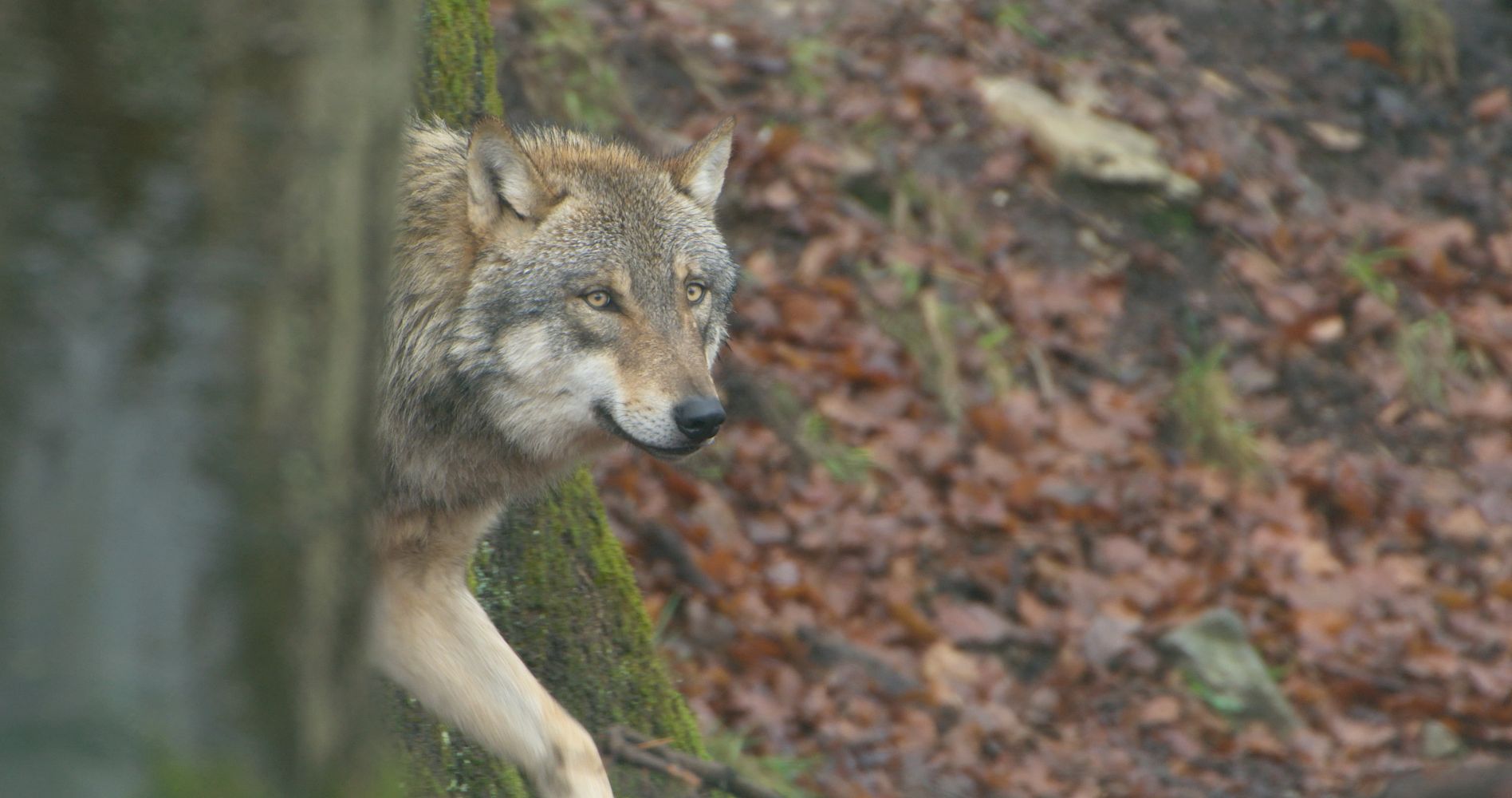 Wolf