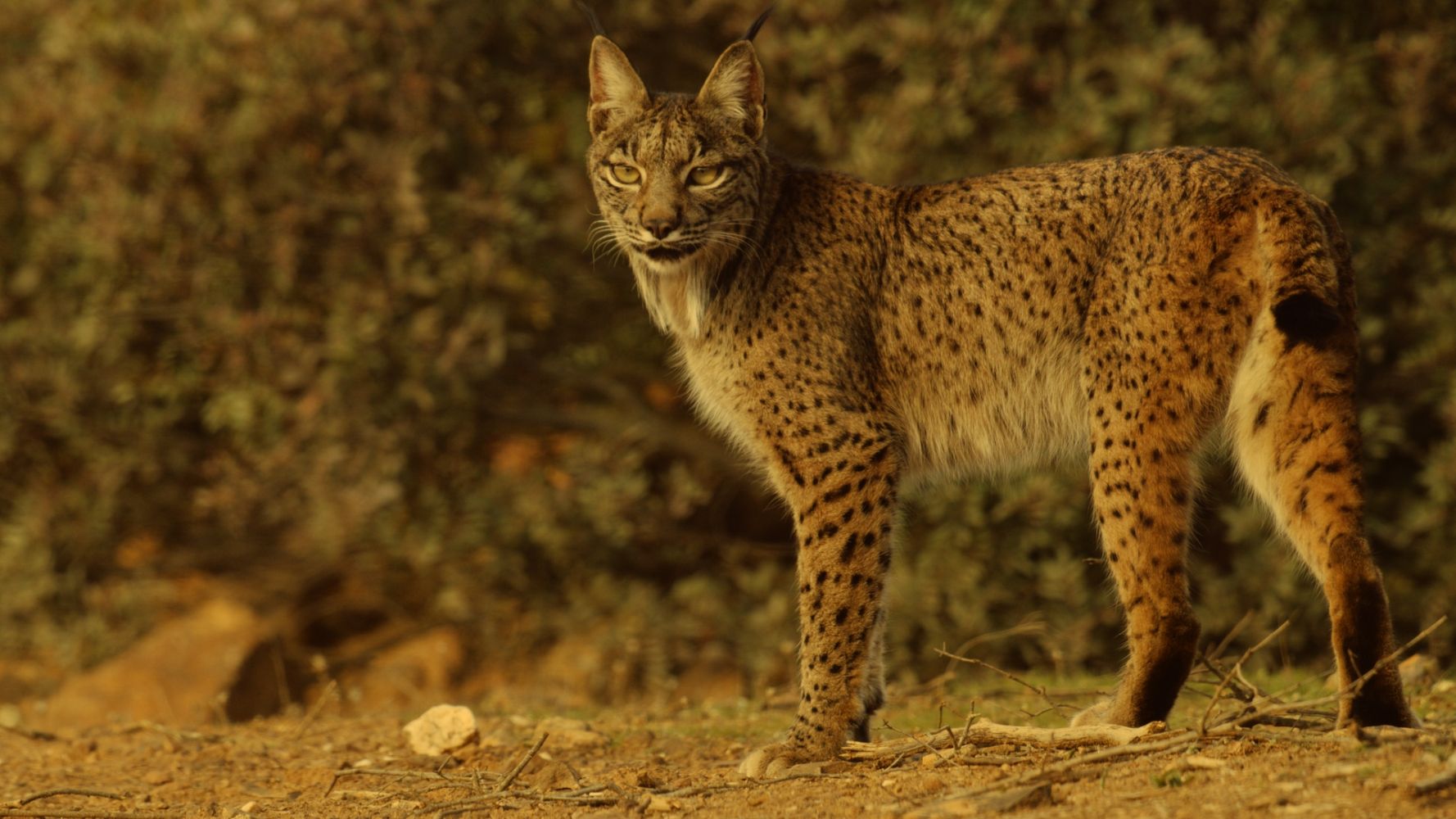 Chats D'Europe: Les Revenants